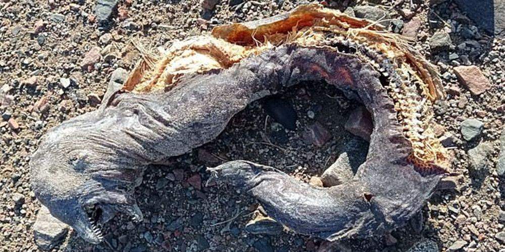 Why Are so Many Extremely Bizarre “Mystery Creatures” Starting to Appear All Over the Planet?