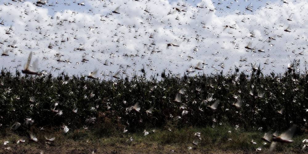 Massive Swarm of Grasshoppers Wreaks Havoc in Utah – Adding to the ...