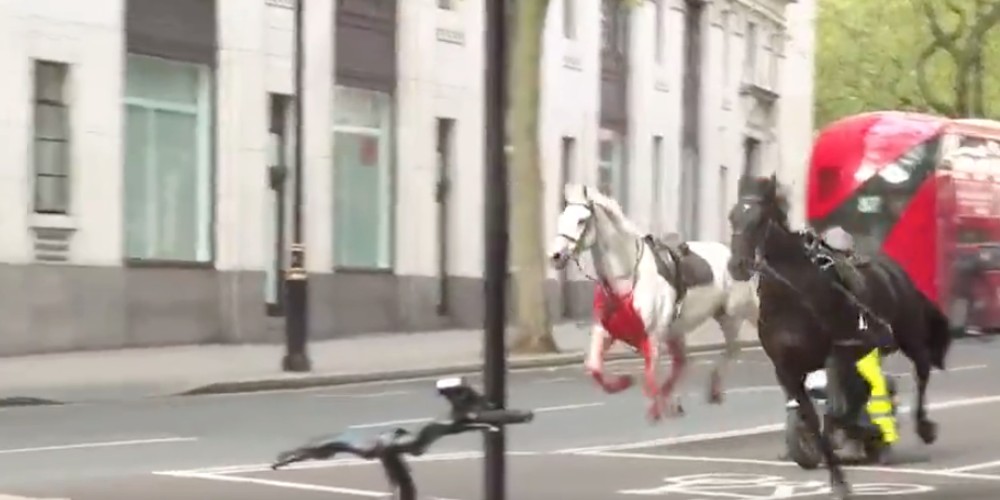 A White Horse Covered in Red Blood up to the Bridle Just Went Rampaging ...